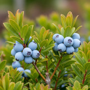 Clusters of ripe 'Earliblue' blueberries on vibrant green branches with pointed leaves, set against a blurred natural background, showcasing fresh produce.